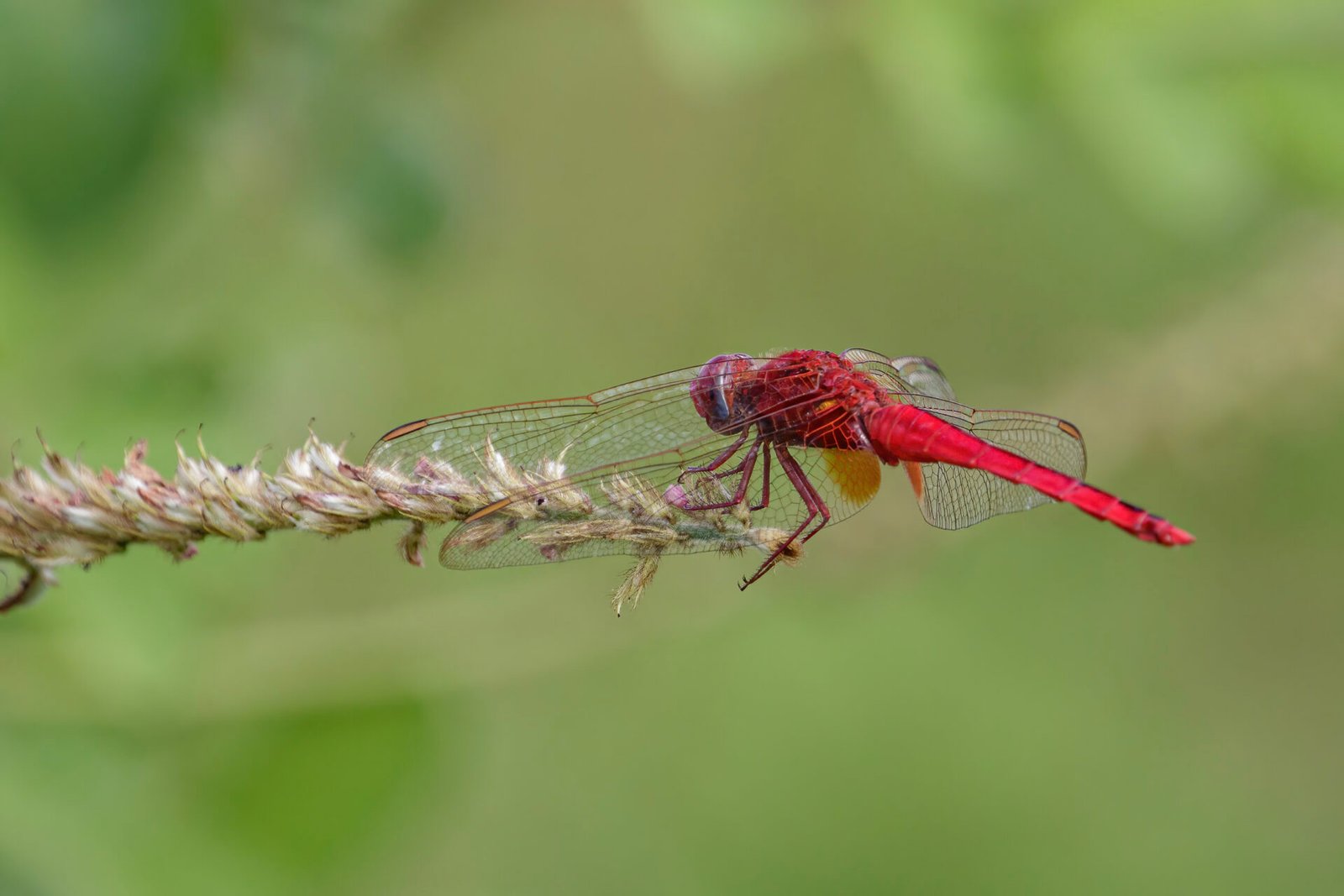 Red Skimmer Dragonfly