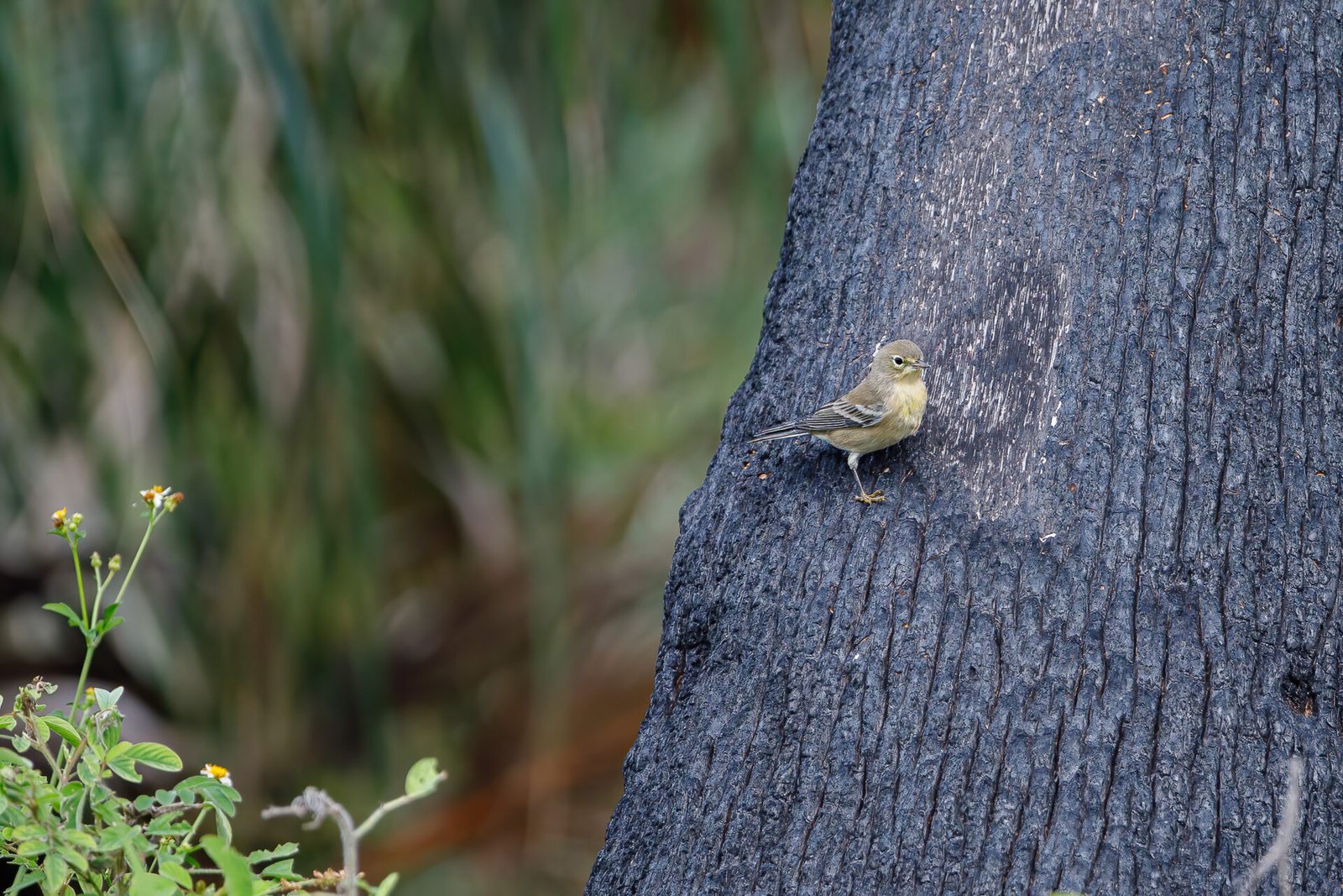 Pine Warbler Perched On Side Of Tree Trunk