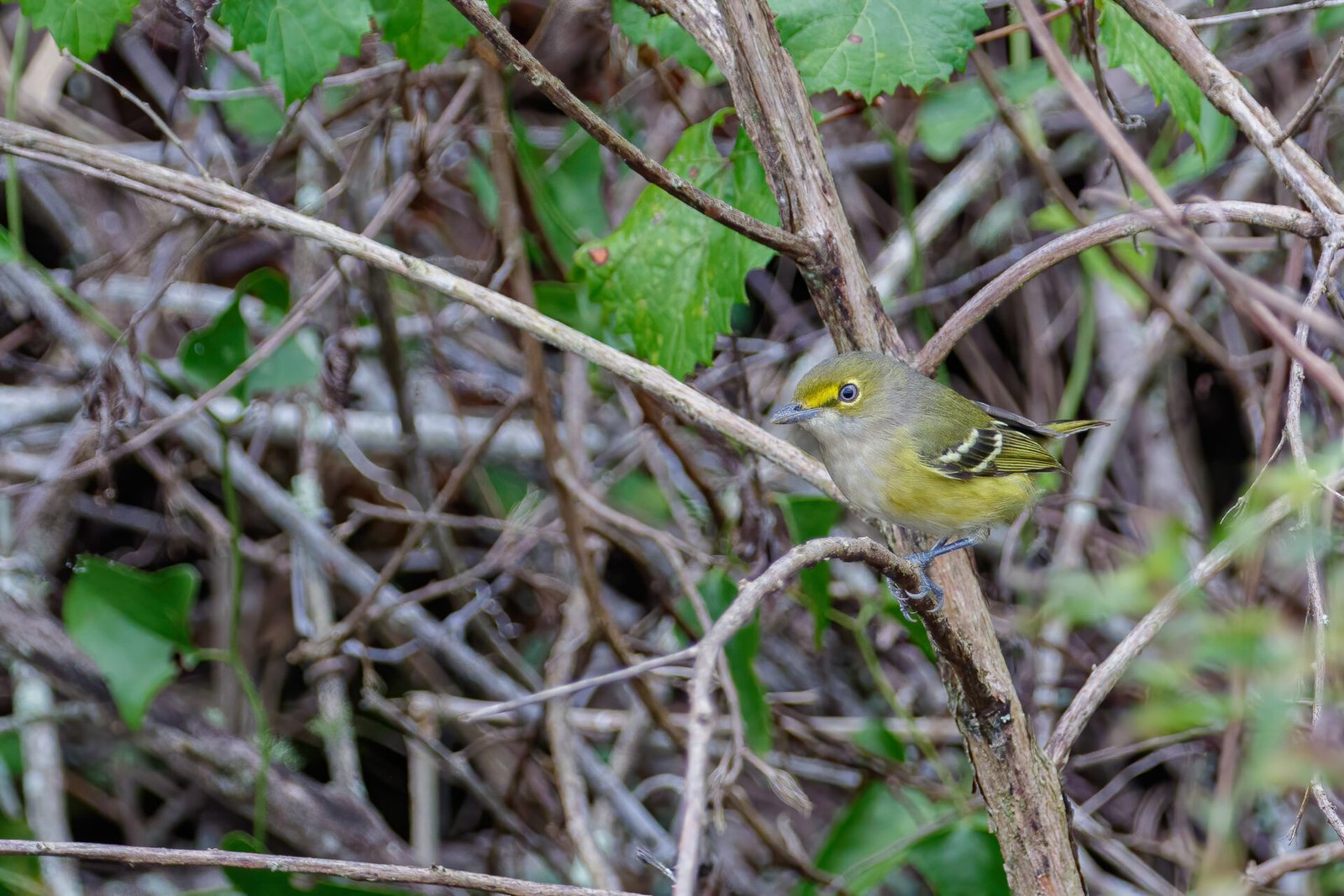 White Eyed Vireo Hopping Around Fence Row