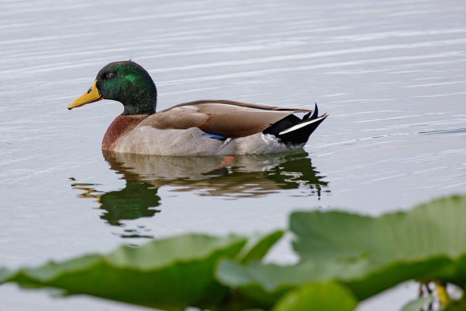 Mallard Duck Drake Swimming To Left