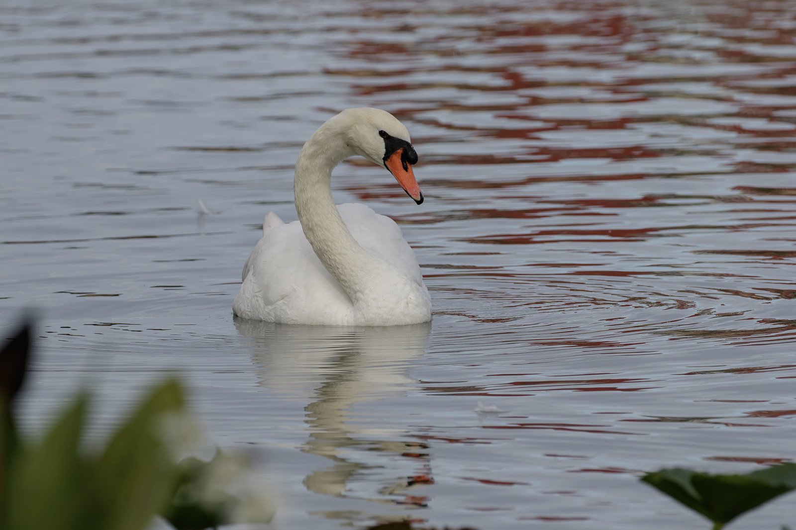 Mute Swan Swimming Toward Shore