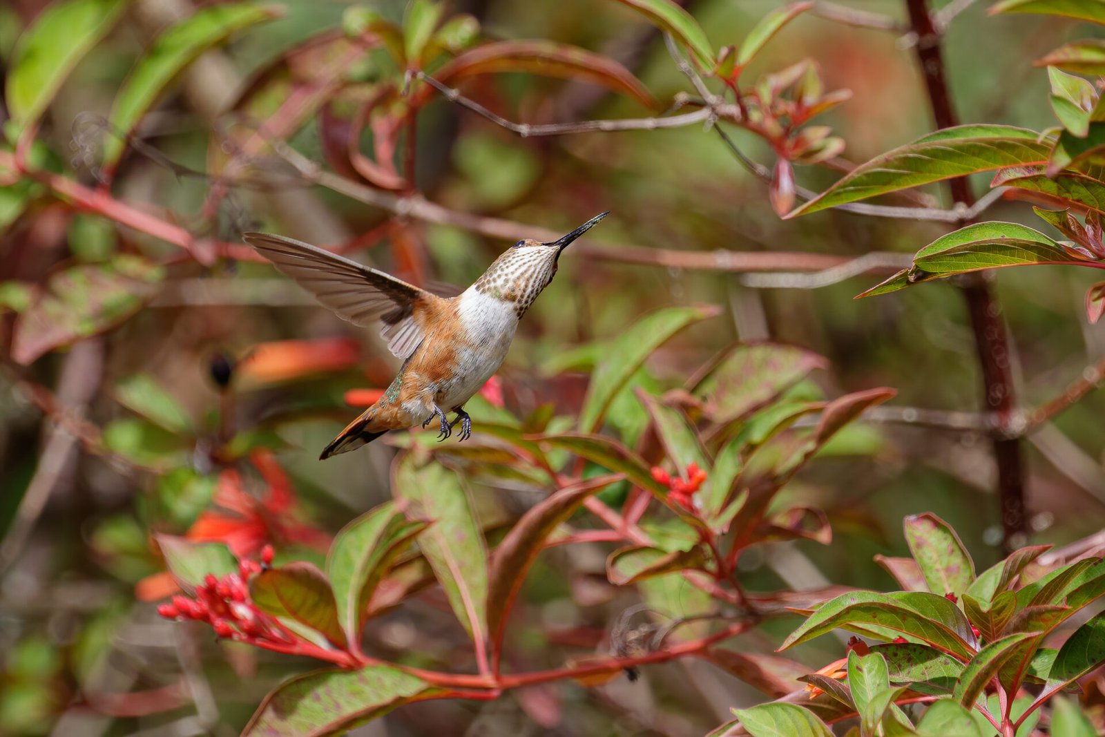 Rufous Hummingbird Looking Up By Firebush