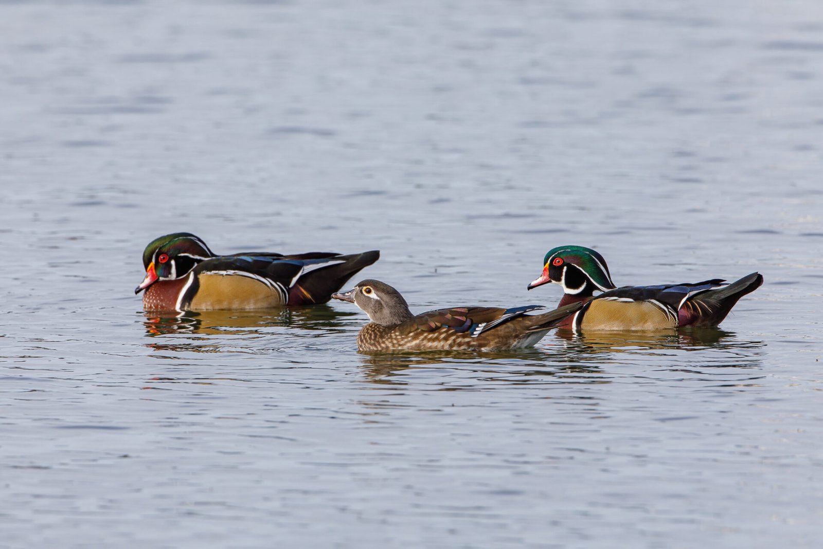 Two Wood Duck Drakes Swimming With Hen
