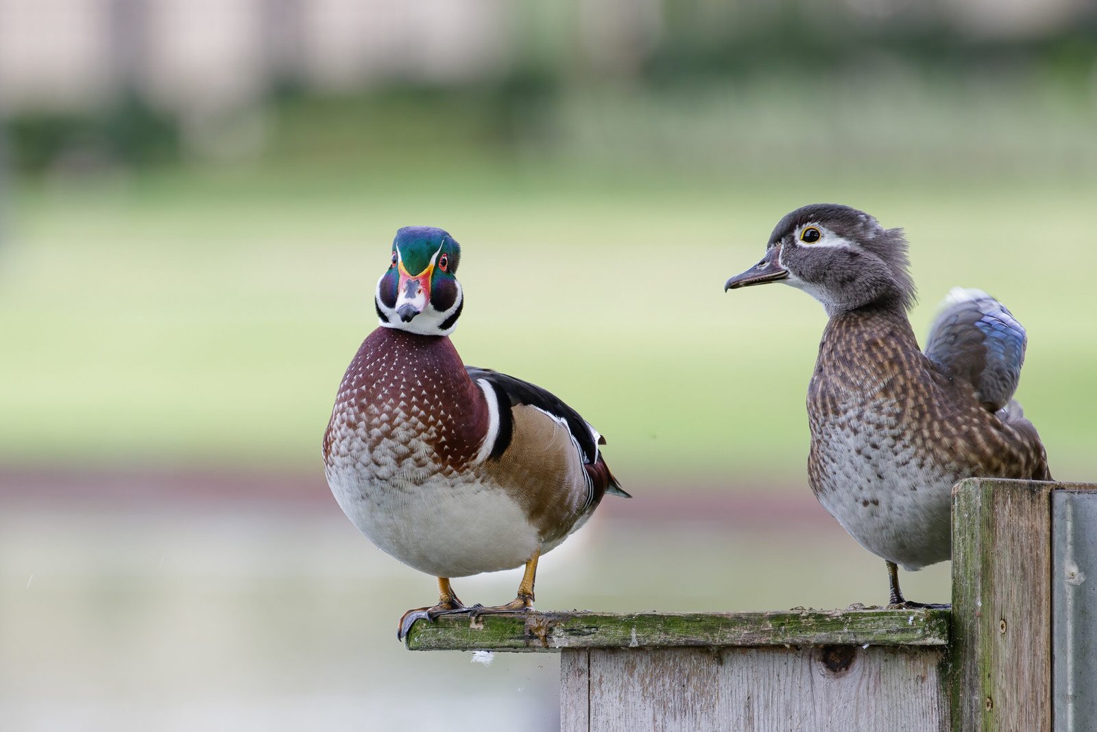 Wood Duck Drake And Hen On Top Of House