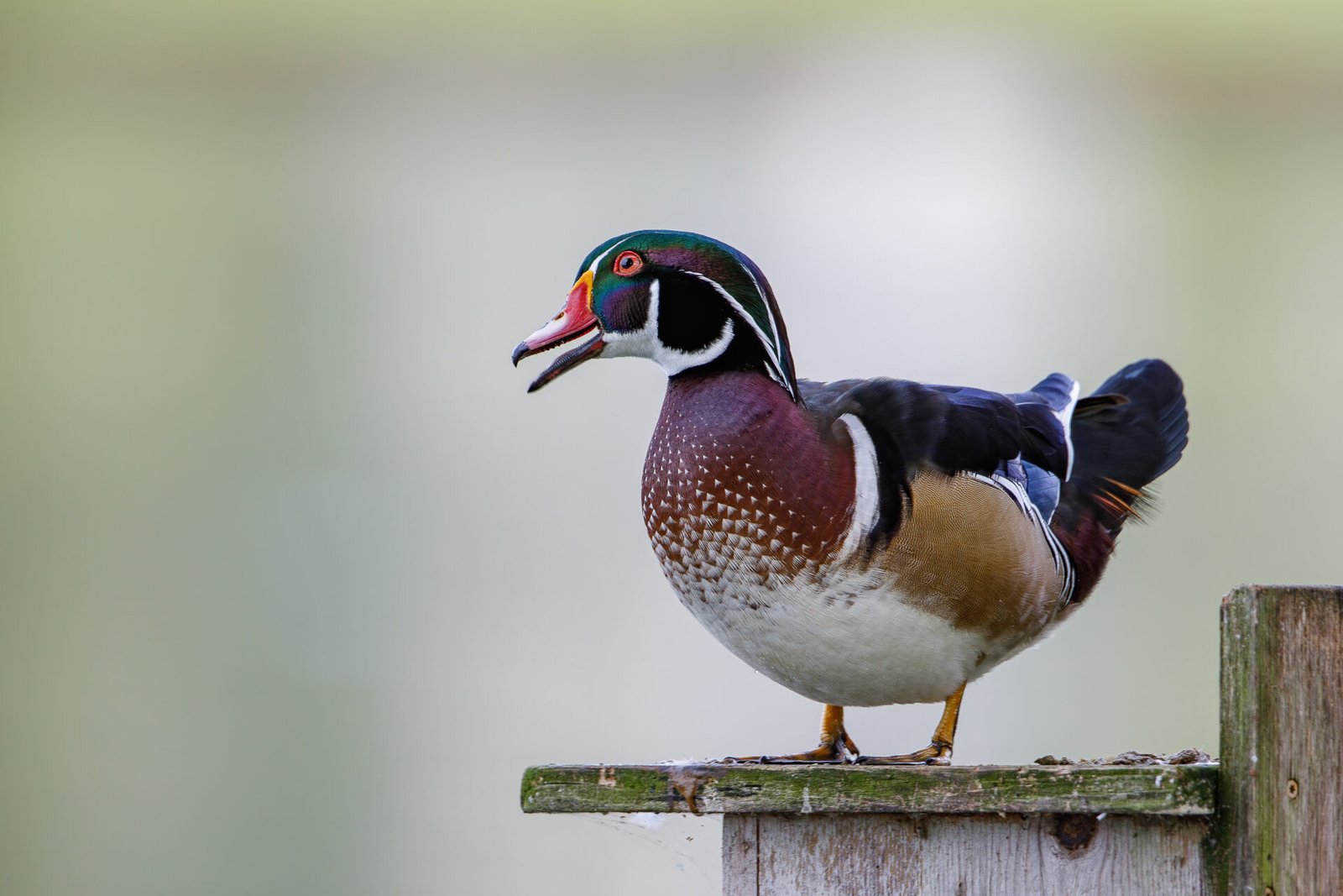 Wood Duck Drake Calling From Top Of Box