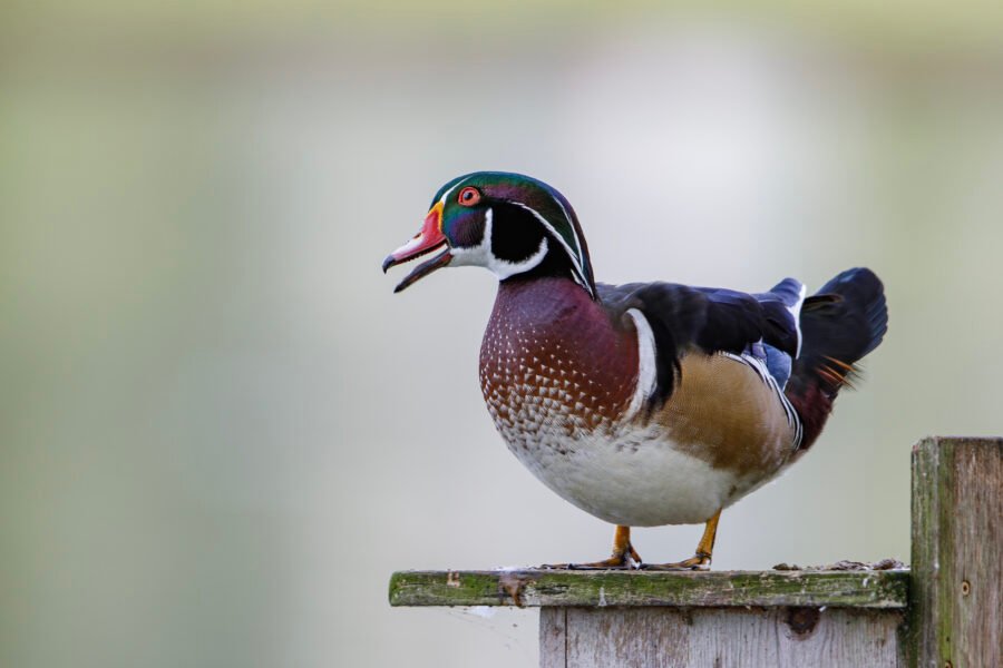 Wood Duck Drake Calling From Top Of Box