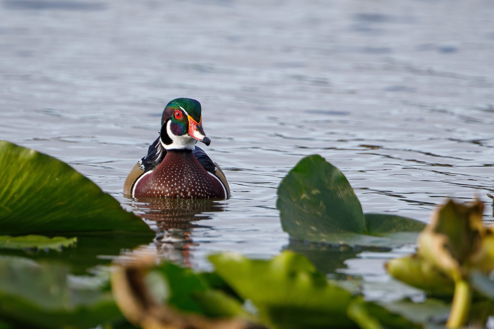 Wood Duck Drake Swimming Toward Shore