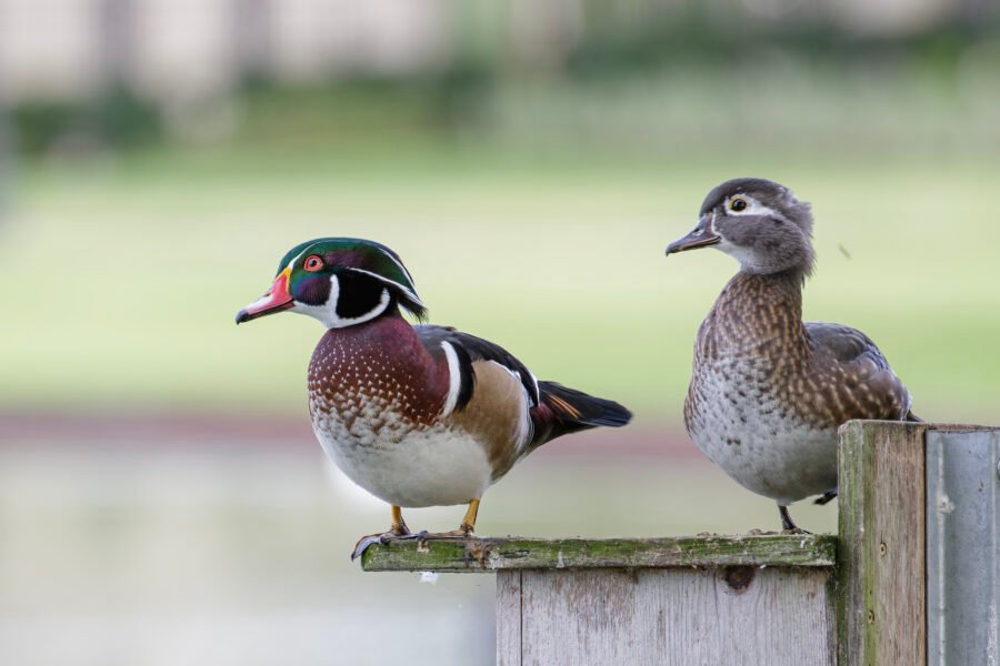 Wood Duck Pair On Top Of House