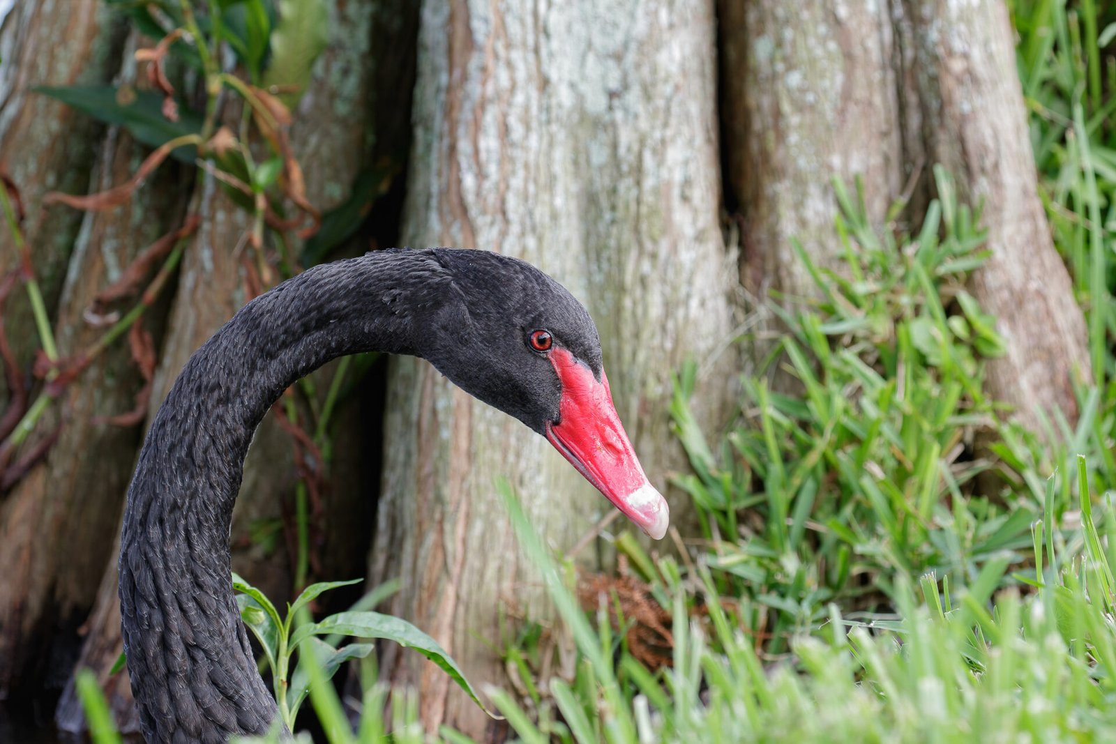Black Swan Portrait Near Shore