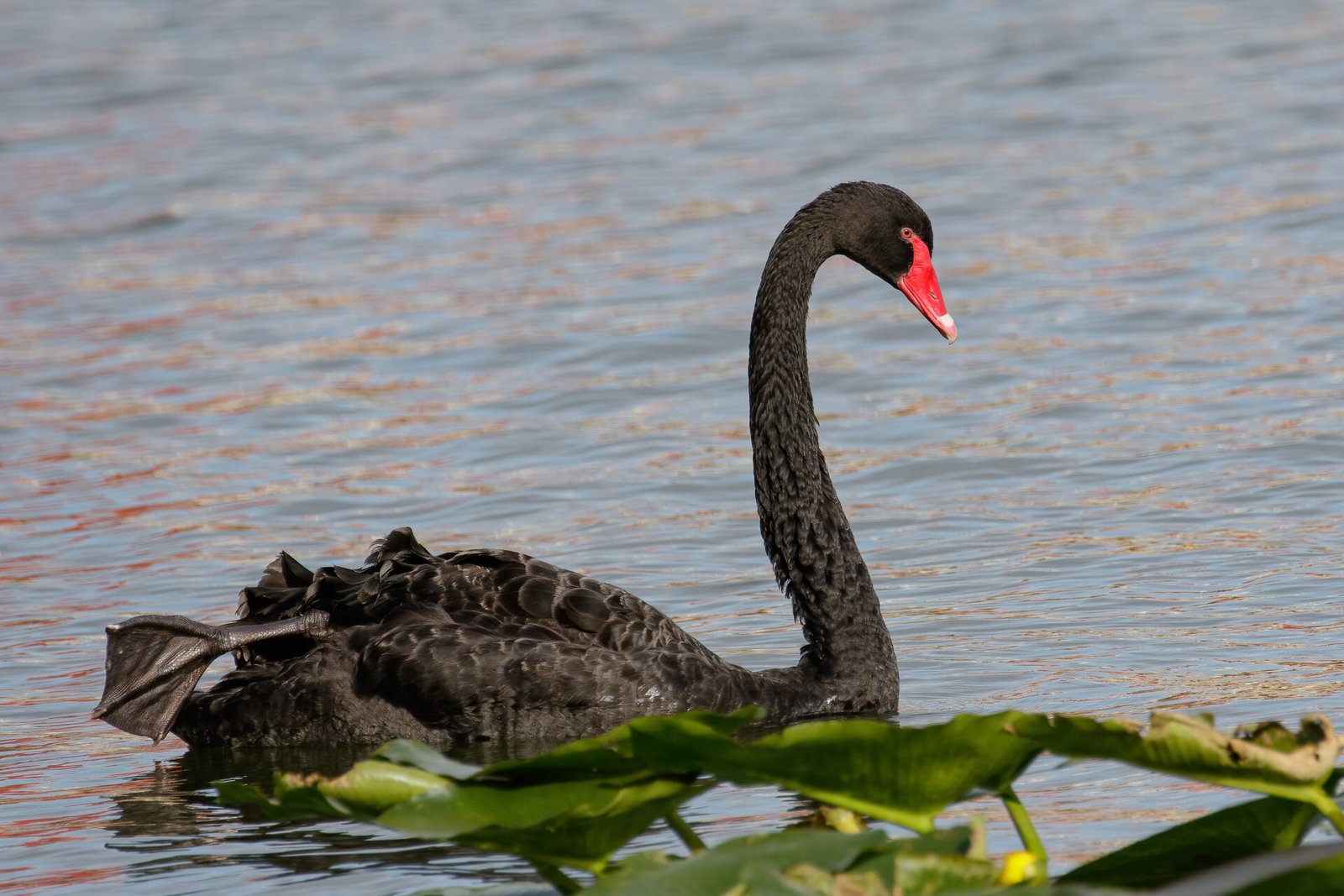 Black Swan Swimming To Right
