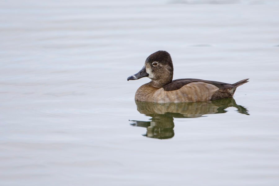 Female Ring Necked Duck Resting With Reflection