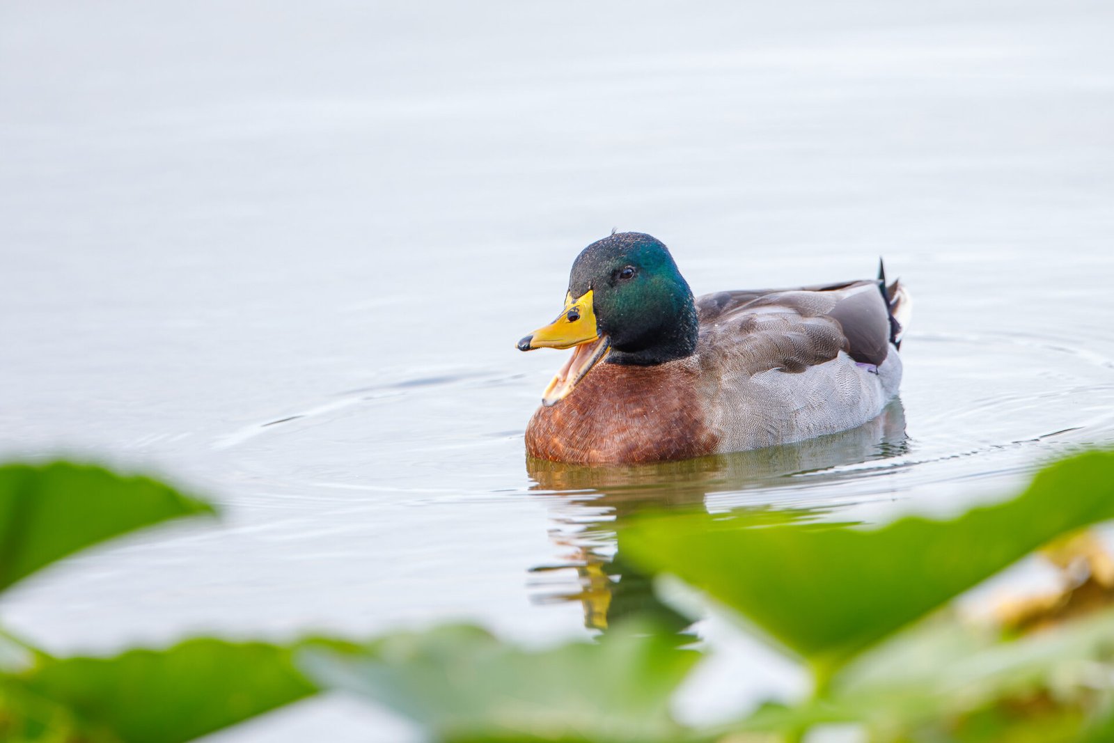 Mallard Duck Drake Chattering