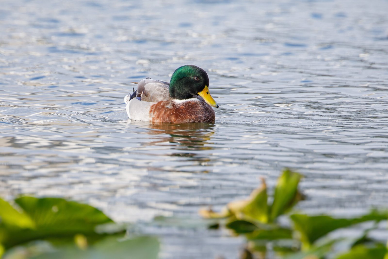 Mallard Duck Drake Resting On Water