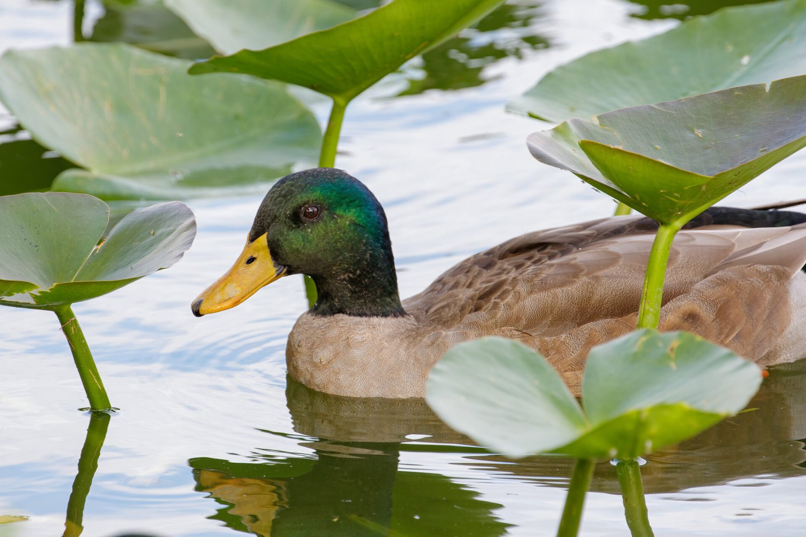Mallard Duck Drake Swimming Through Lily Pads