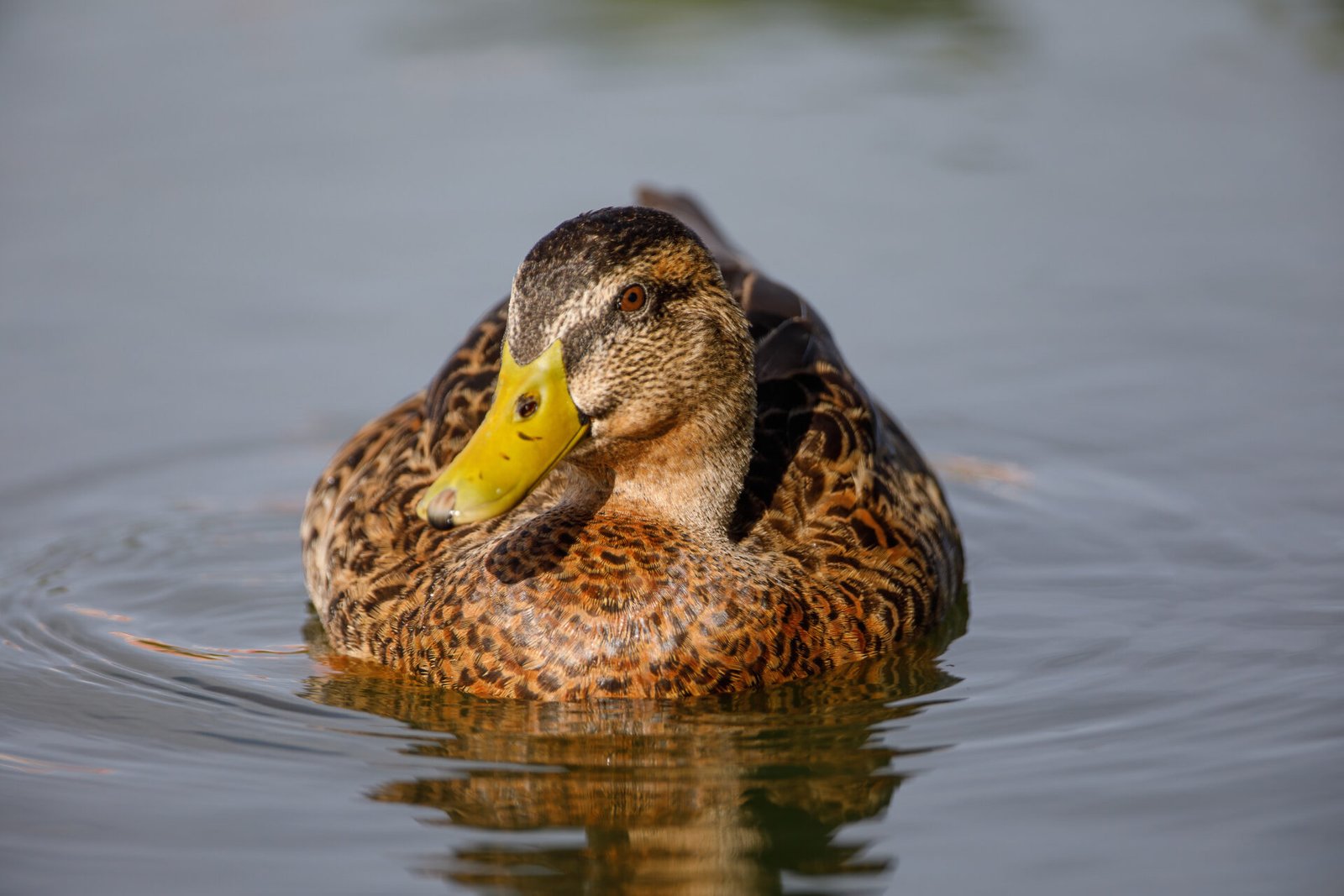 Mottled Duck Male Swimming Toward Shore