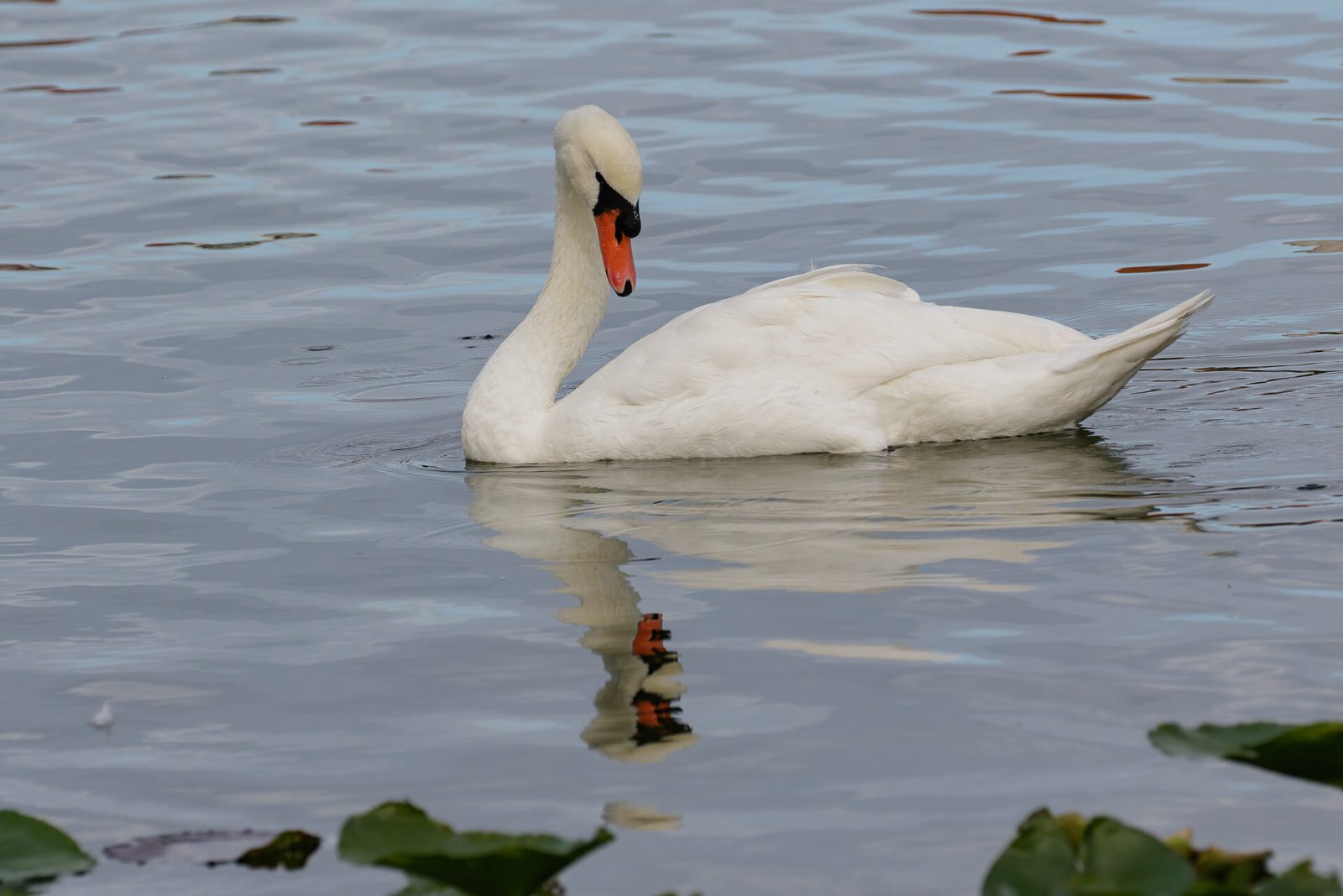 Mute Swan Swimming Looking Down