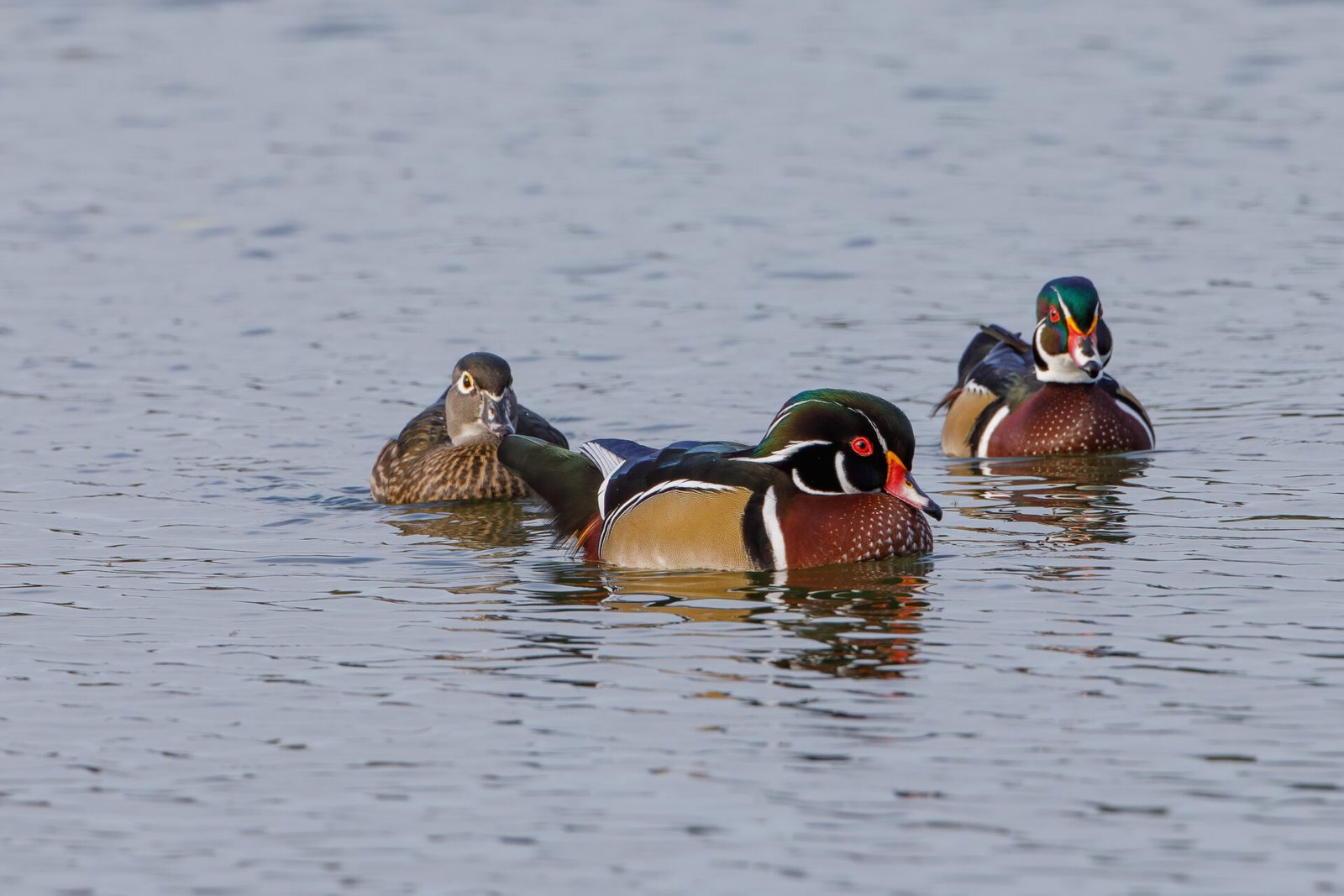 Two Wood Duck Drakes Swimming Toward Shore With Hen