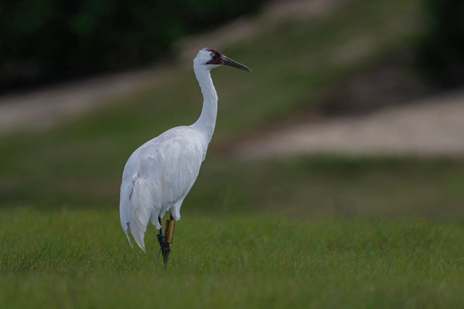 Whooping Crane Male Looking Right