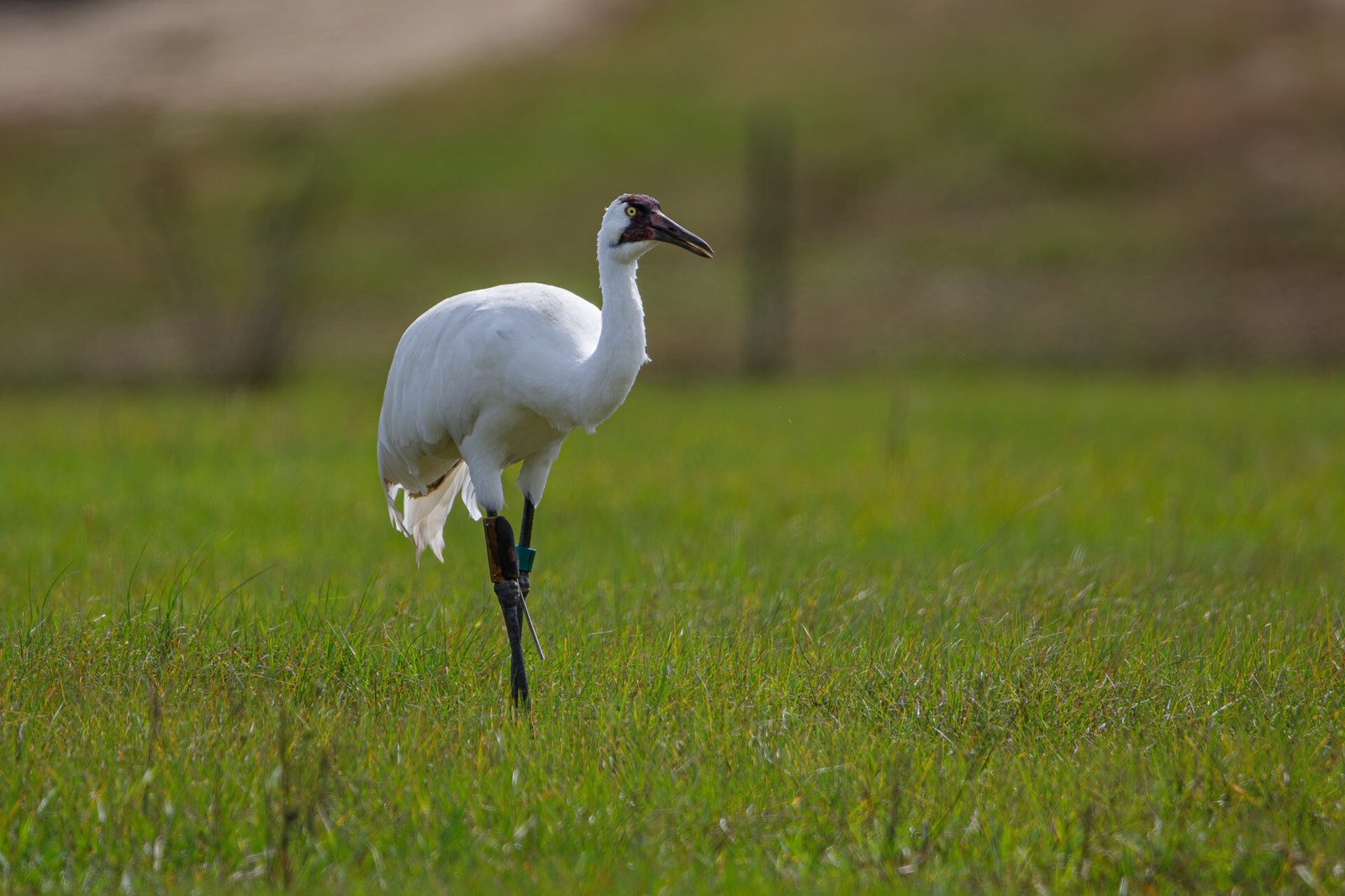 Whooping Crane Male Strolling Through Field