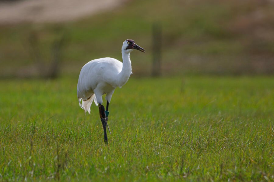 Whooping Crane Male Strolling Through Field