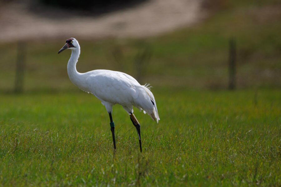 Whooping Crane Male Walking Left