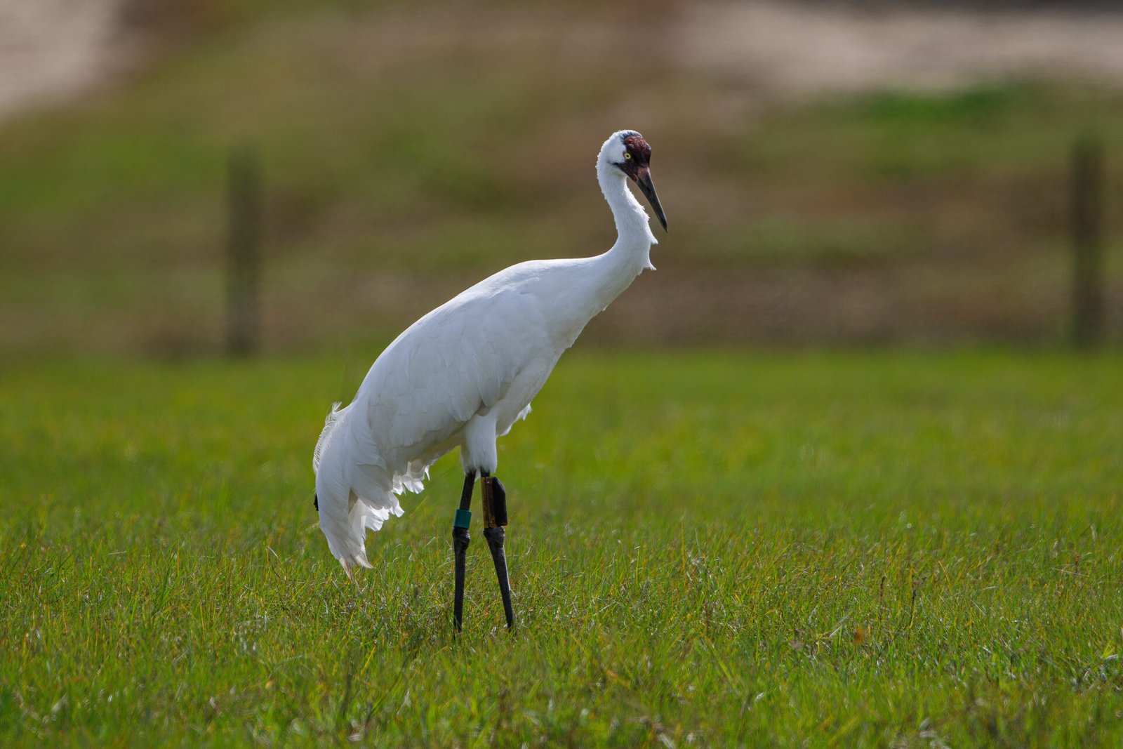 Whooping Crane Male Walking Right