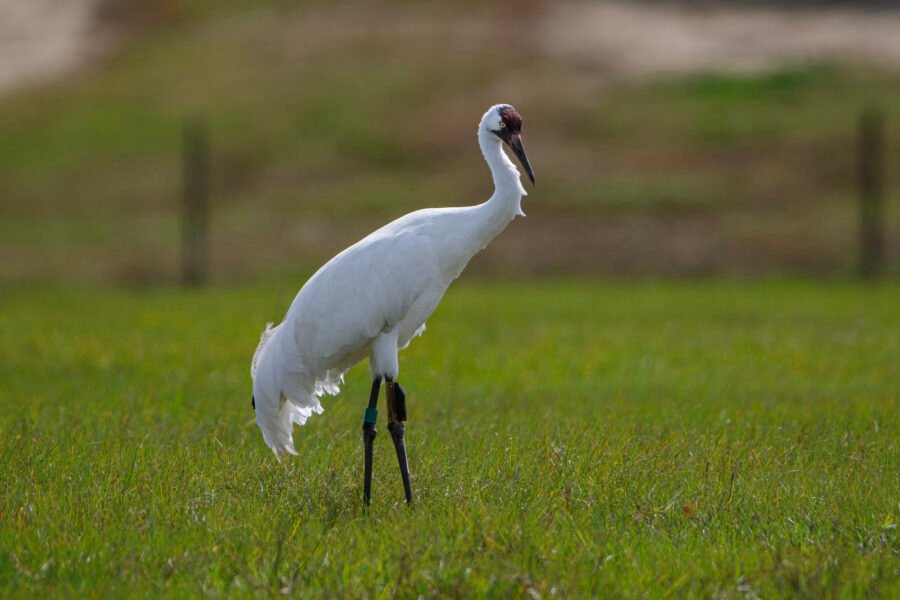 Whooping Crane Male Walking Right