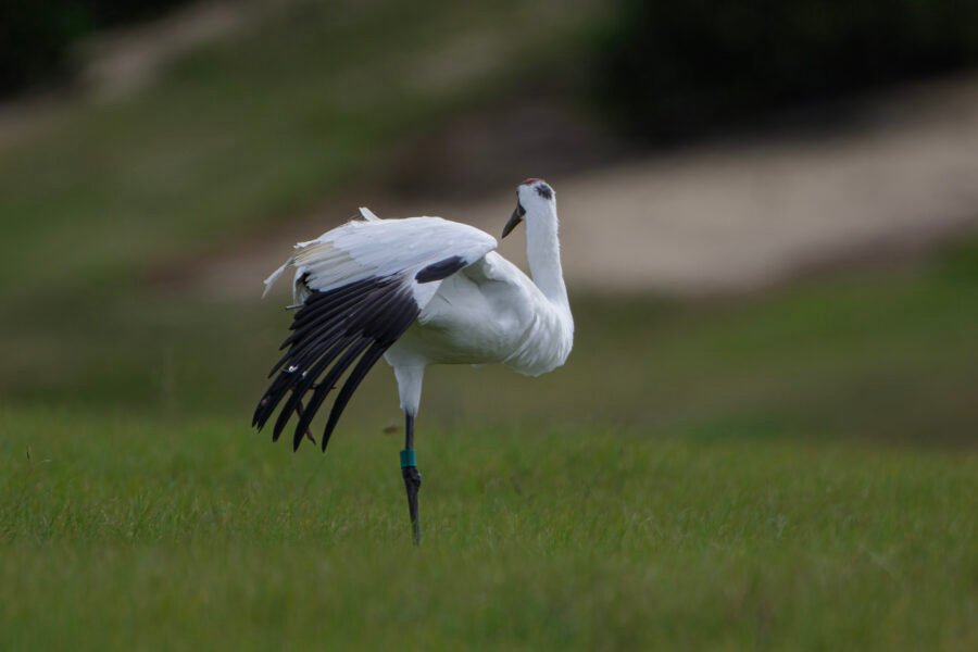 Whooping Crane Stretching Wing