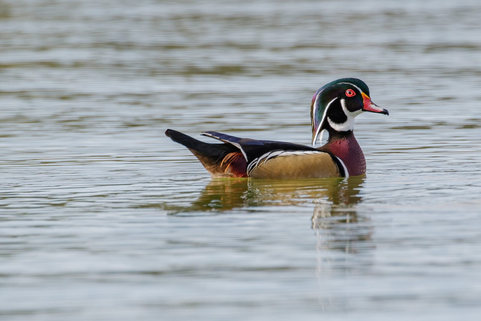 Wood Duck Drake Alert On Water