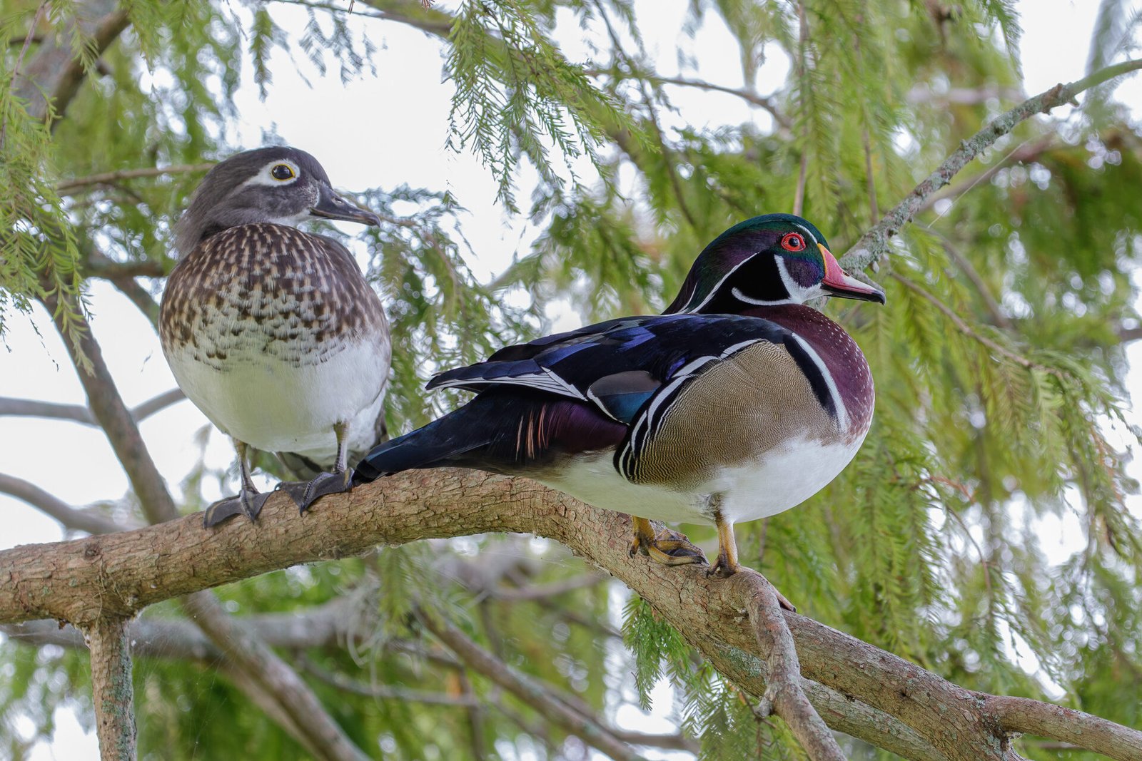 Wood Duck Drake And Hen In Cypress Tree