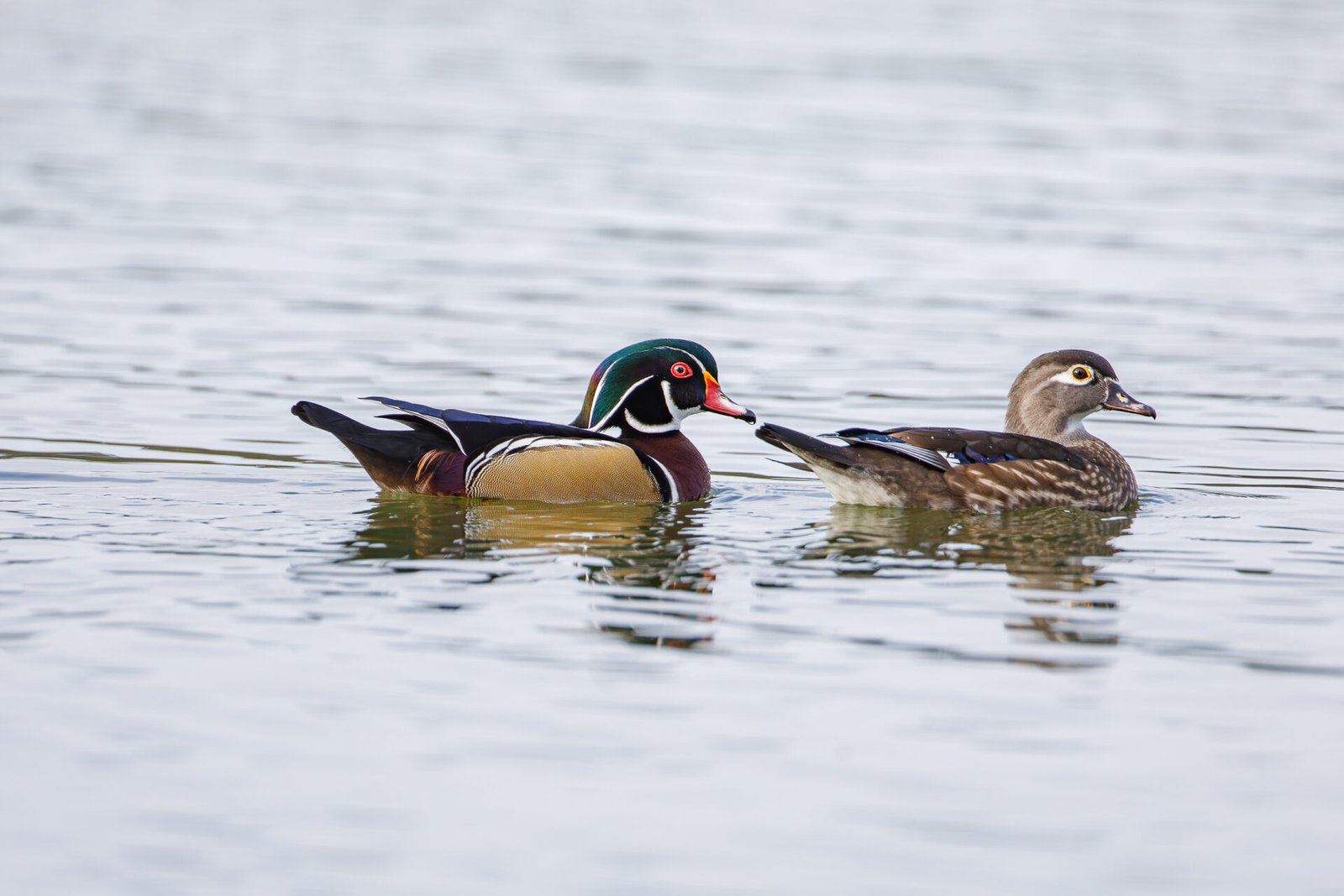 Wood Duck Drake And Hen Meandering Across Water