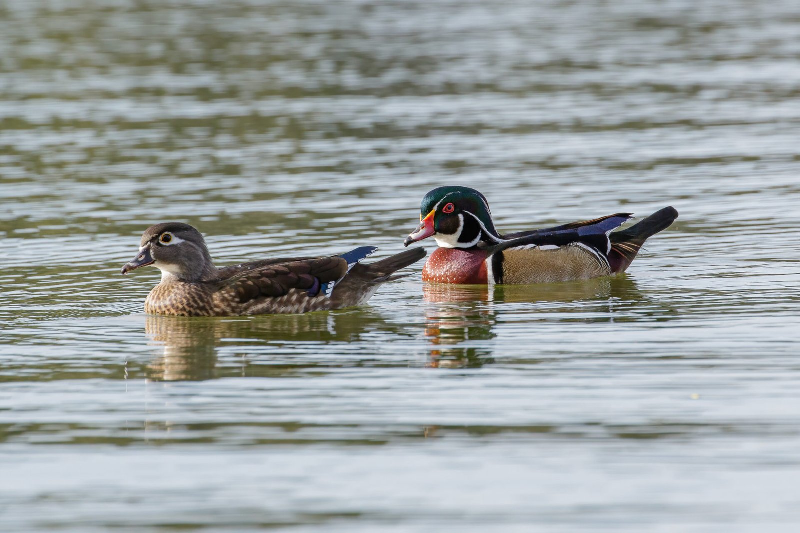Wood Duck Drake And Hen Swimming Together