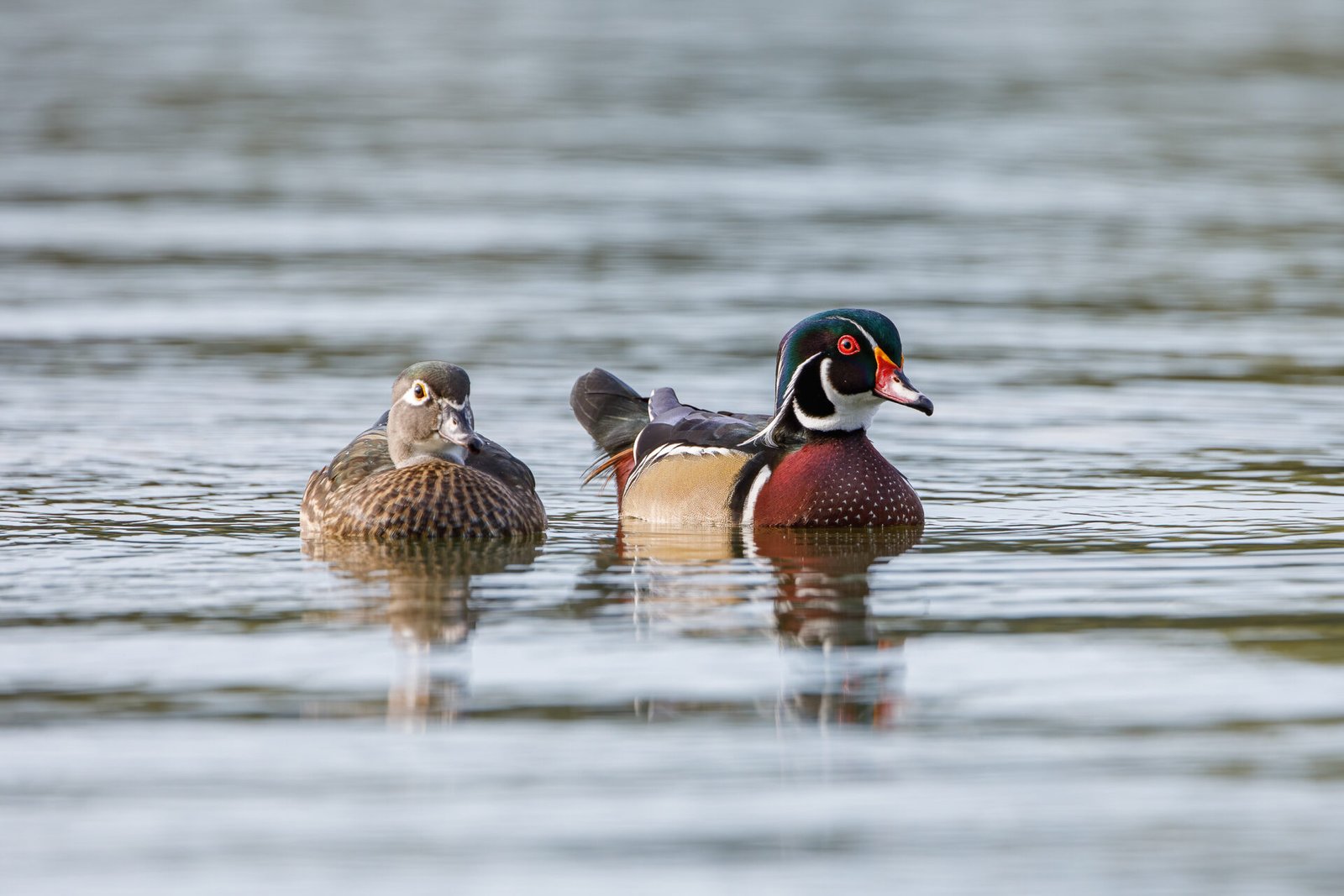 Wood Duck Drake And Hen Swimming Toward Shore
