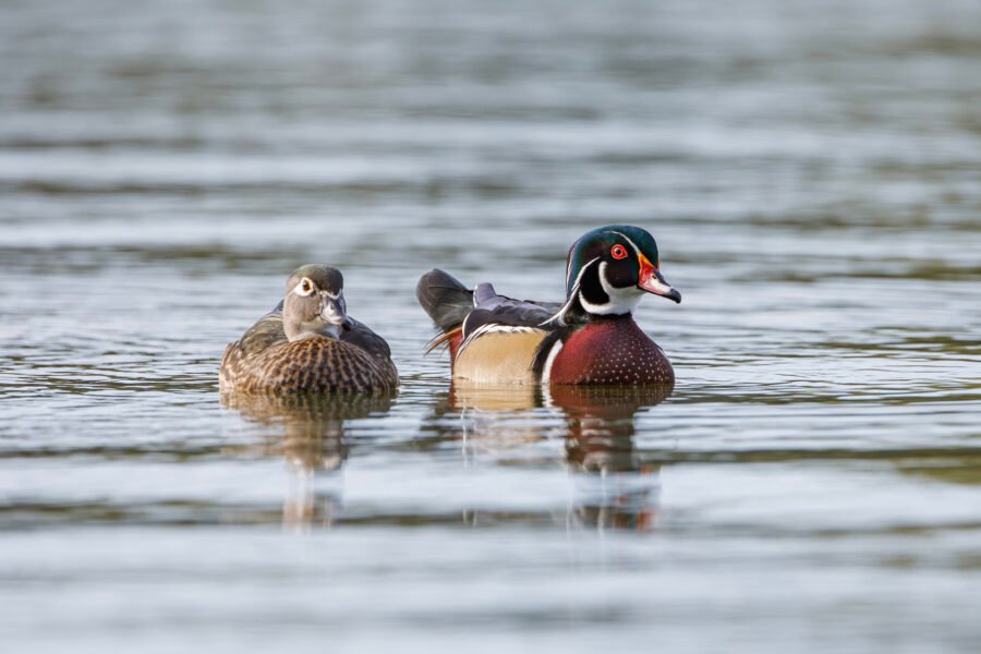 Wood Duck Drake And Hen Swimming Toward Shore