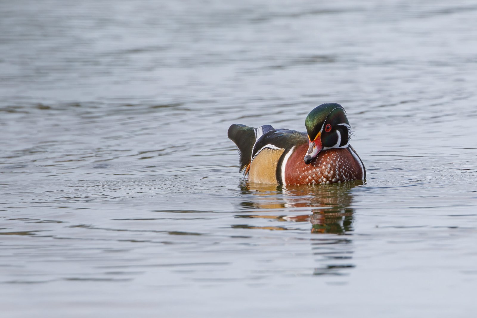 Wood Duck Drake Looking Down