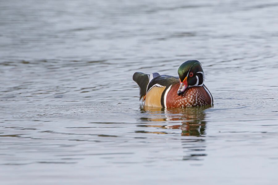 Wood Duck Drake Looking Down