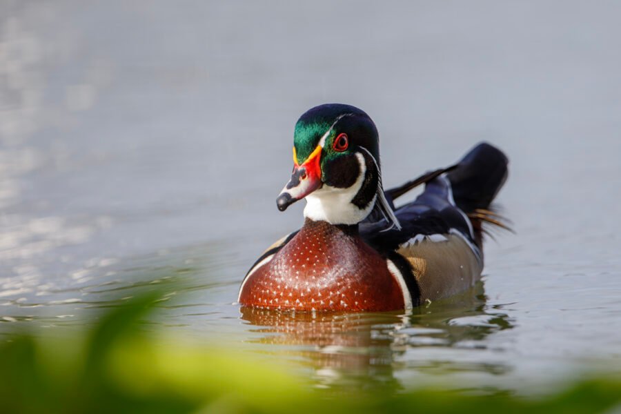 Wood Duck Drake Resting At Outer Edge Of Lily Pads