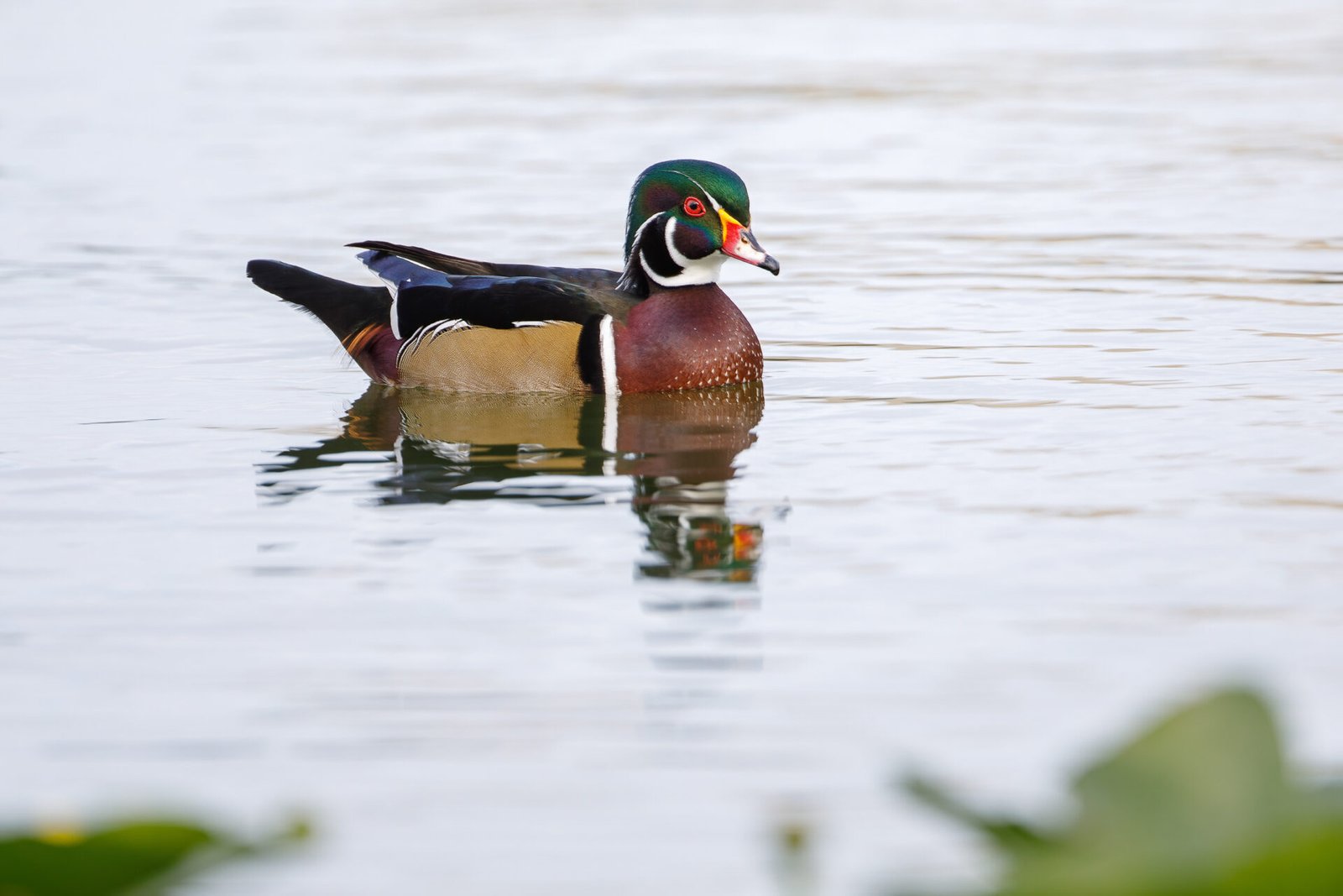 Wood Duck Drake Resting Outside Lily Pads