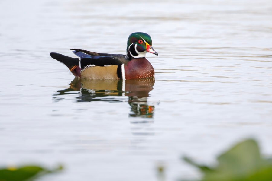 Wood Duck Drake Resting Outside Lily Pads