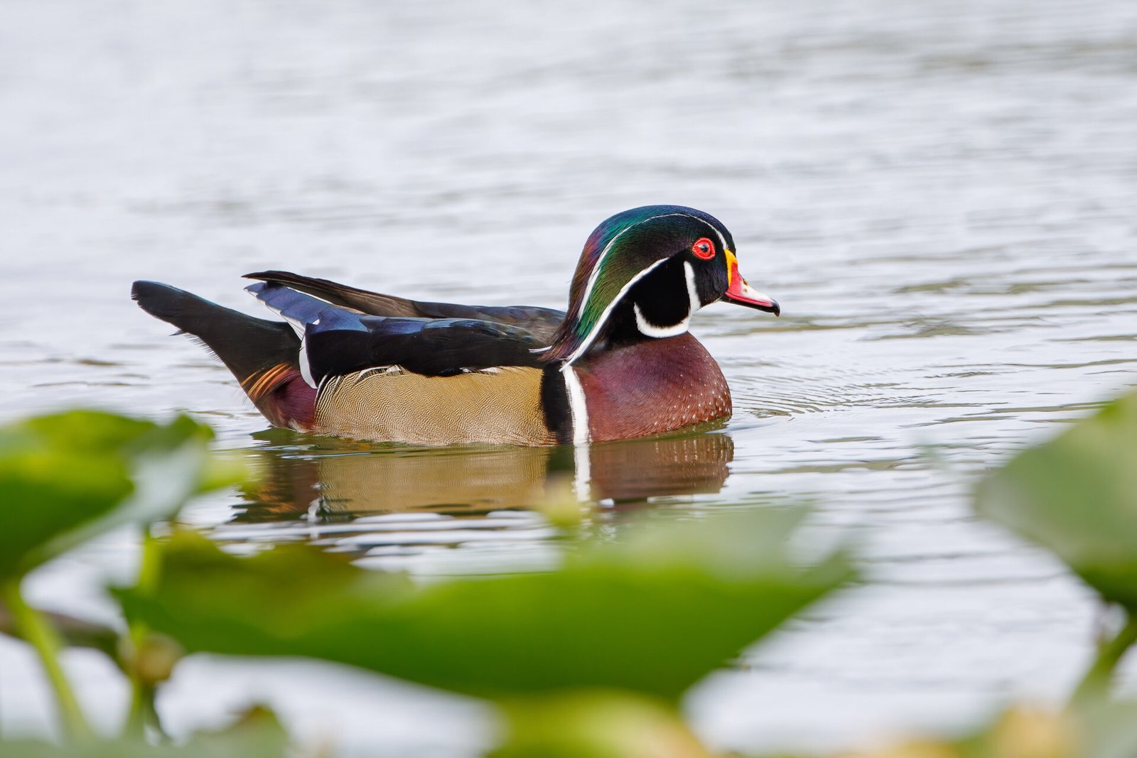 Wood Duck Drake Swimming Near Edge Of Lily Pads