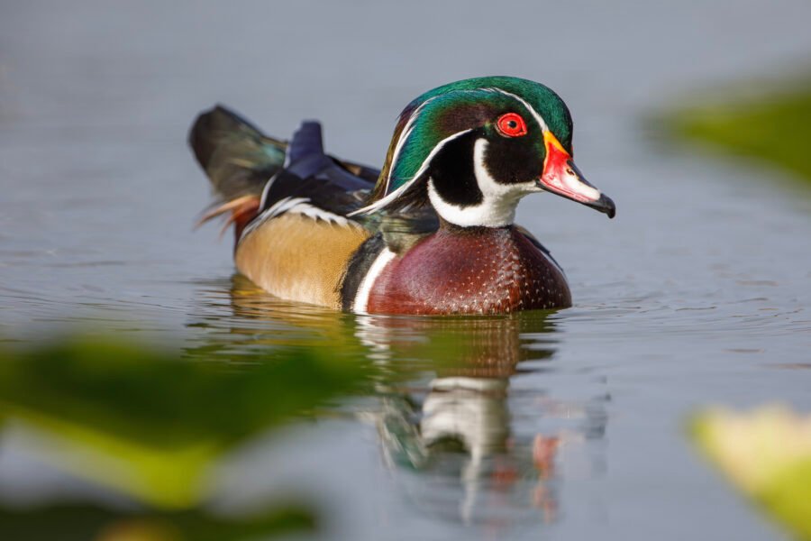 Wood Duck Drake Swimming Toward Lily Pads With Reflection