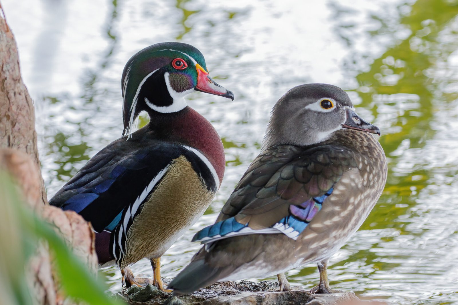 Wood Duck Hen And Drake Resting On Cypress Stump