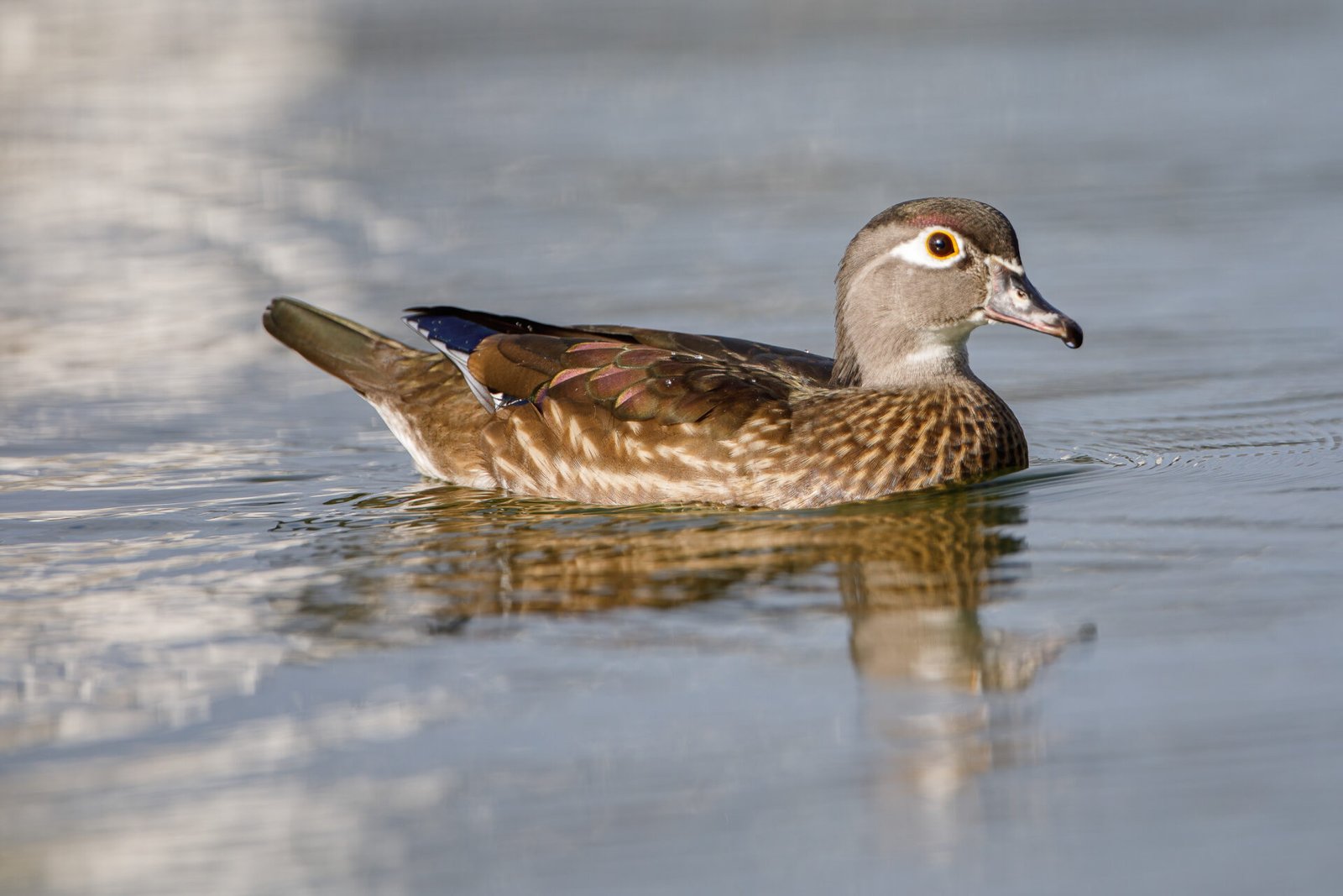 Wood Duck Hen Swimming In Water With Reflection