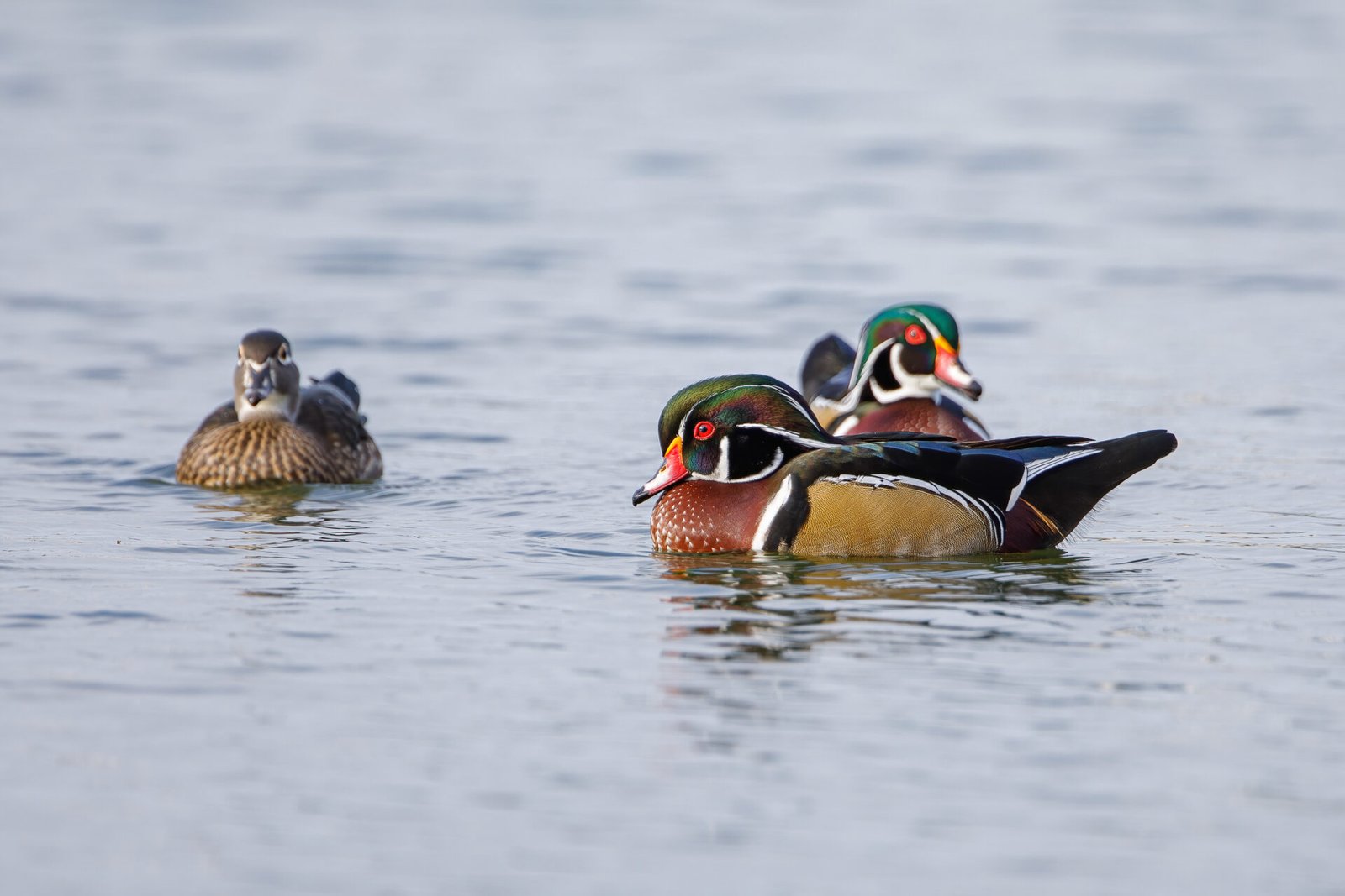 Wood Duck Hen With Two Drakes Swimming Around
