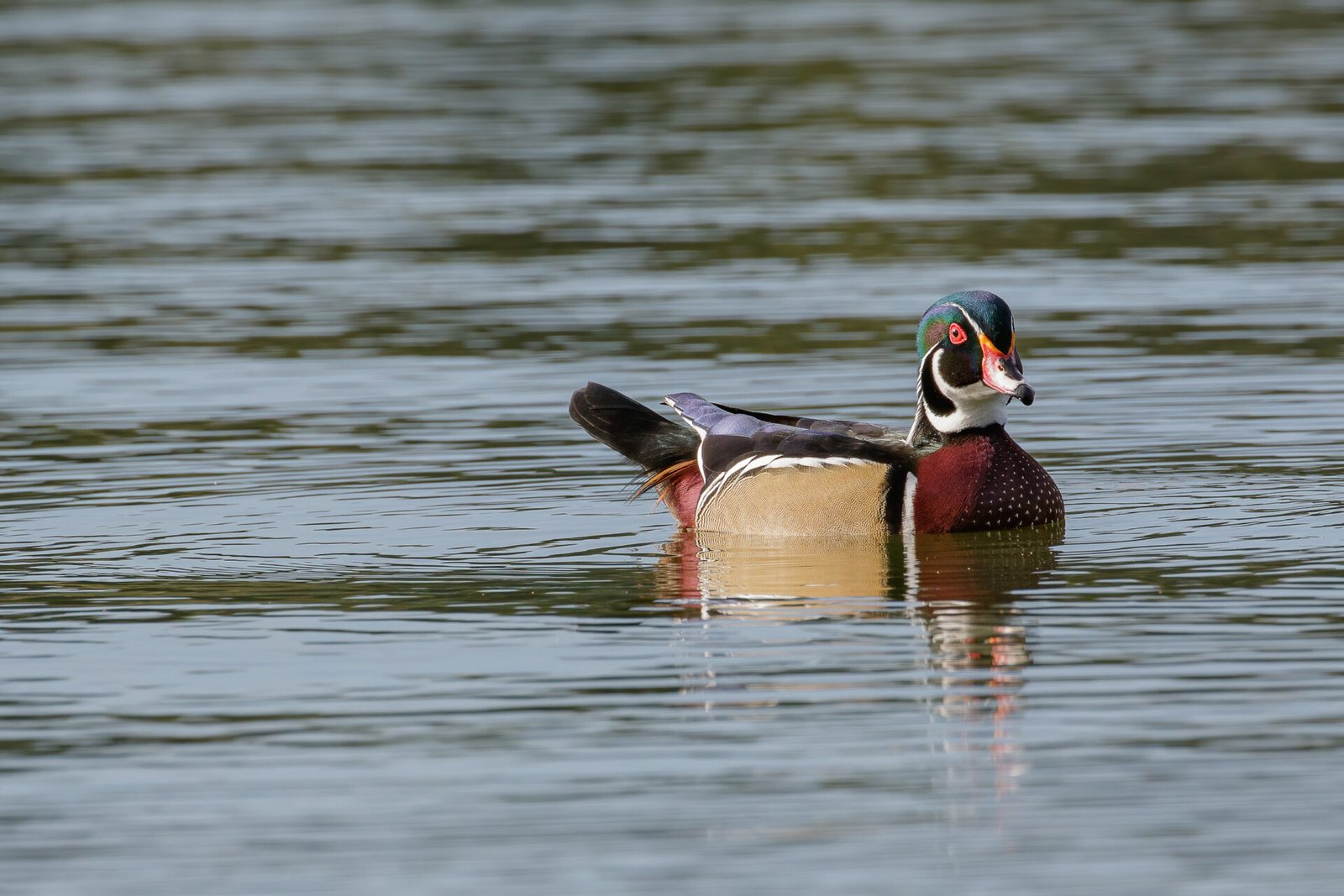 Wood Duck Male Alert Looking Toward Shore