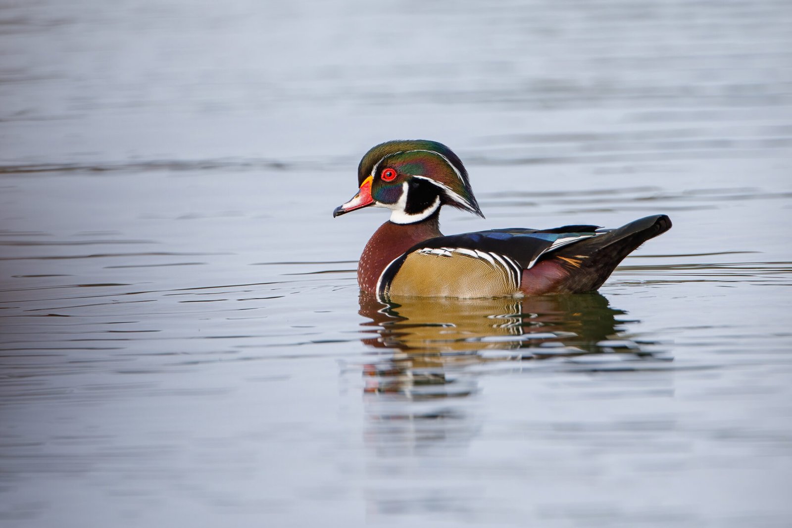 Wood Duck Male Looks Over His Left Shoulder