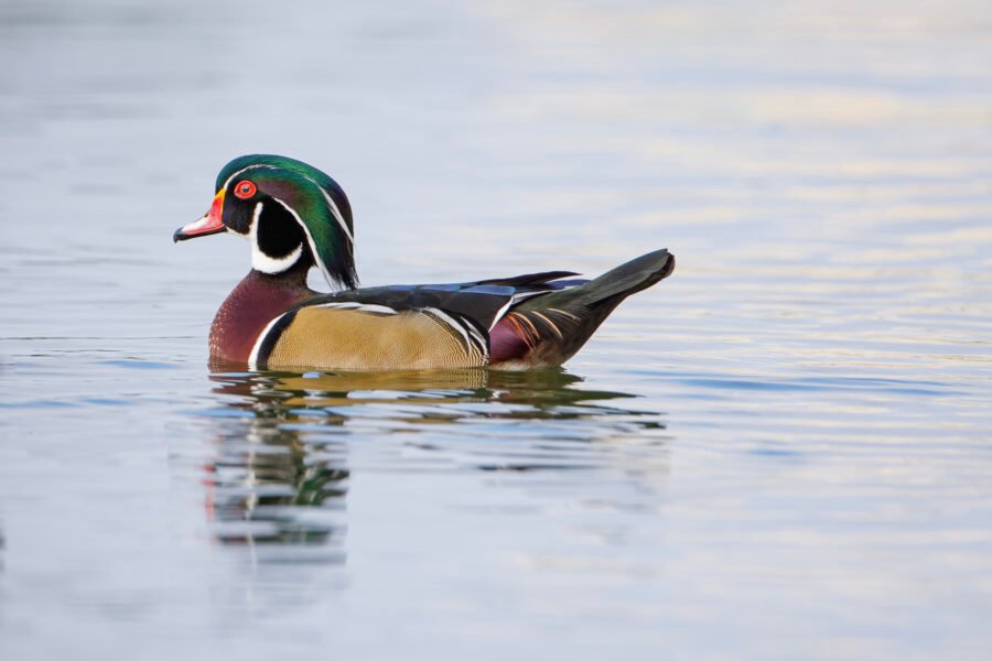 Wood Duck Male Swimming Away From Shore