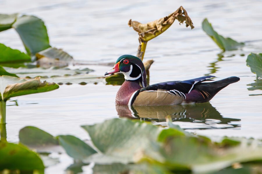 Wood Duck Male Swimming Through Lily Pads With Reflection