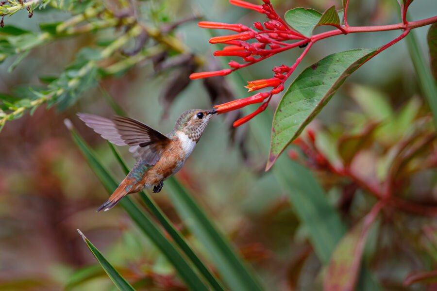 Rufous Hummingbird Feeding On Firebush