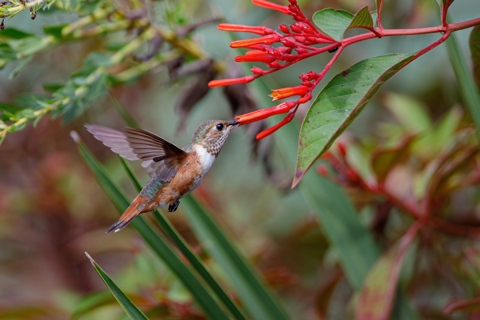 Central Florida Hummingbirds